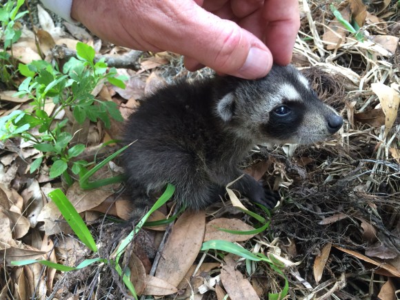 Poor lost baby raccoon in our yard, April 16th. Now at Wildlife Rescue Coalition. - Kris Carey